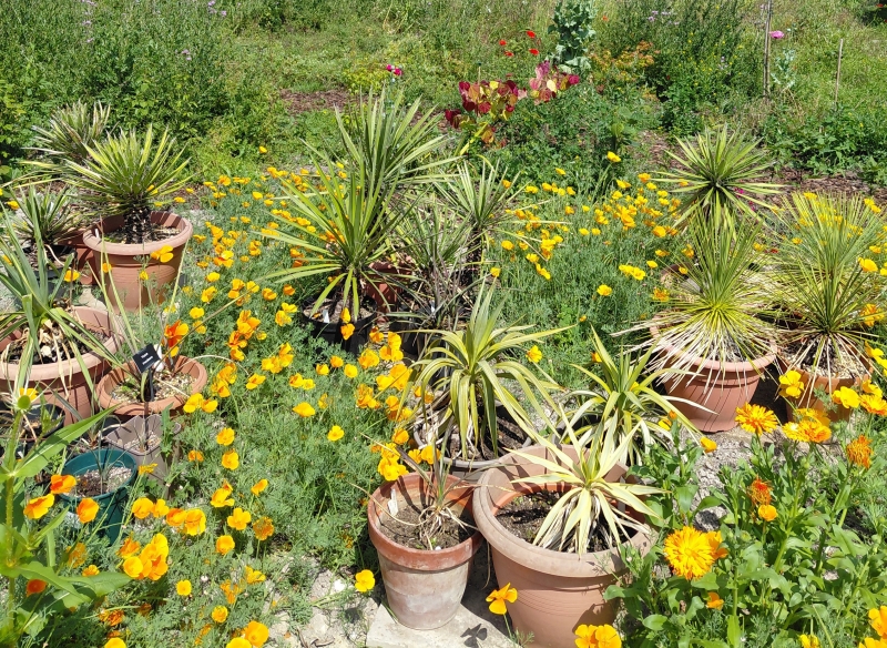 Spring View